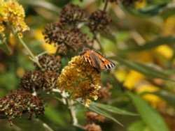 Large Tortoiseshell butterfly, Steeple Claydon, Bucks Wallpaper