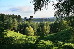 Pines near the Shooting Butts, Cannock Chase Wallpaper