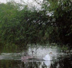 Swans on the Grantham Canal, West Bridgford, Nottinghamshire Wallpaper