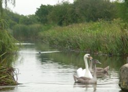 Swans on Grantham Canal in September at West Bridgford, Nottinghamshire Wallpaper
