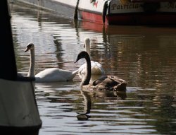 The Oxford canal at Banbury, Oxon. Wallpaper