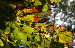 Autumn leaves, Banbury, Oxon. Wallpaper