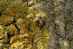 Pair of horseflies, Middle Claydon, Bucks