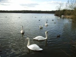 Groby Pool Wallpaper