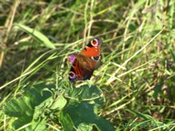 Peacock butterfly Wallpaper