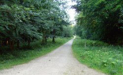 Whitwell Woods Wallpaper