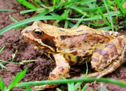 Frog Posing in West Bridgford, Nottinghamshire Wallpaper