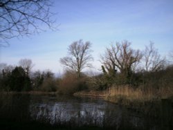 Mill Lake at Woods Mill Nature Reserve Wallpaper