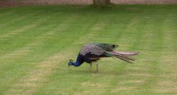 Tattershall Castle Peacock Wallpaper