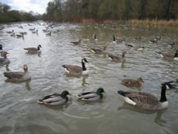 The grounds of Coombe Abbey Hotel in Binley, Warwickshire Wallpaper