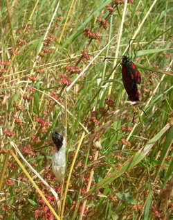 Six-Spot Burnet Moth, Poolsbrook Country Park, Staveley