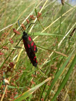 Six-Spot Burnet Moth, Poolsbrook Country Park, Staveley