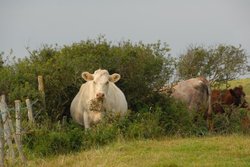 Cow's in a field near Blackgang. Wallpaper