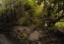 Wetlands walk Wallpaper