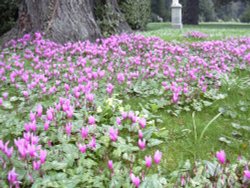 Cyclamen & Cowslips at Brodsworth Hall, South Yorkshire Wallpaper
