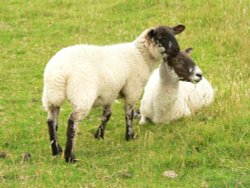 Sheep near Thorpe Cloud, Thorpe, Derbyshire