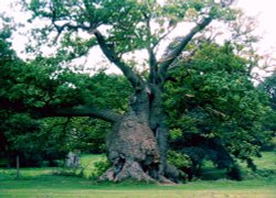 Hatfield House Wallpaper