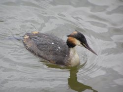 Great Crested Grebe swimming on the lake at Hever Castle, Kent