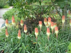 A nice sight at RHS Garden Rosemoor, Great Torrington, Devon Wallpaper
