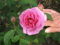 Beautiful Rose found at RHS Garden Rosemoor, Great Torrington, Devon Wallpaper