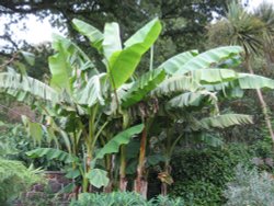 Banana trees, RHS Garden Rosemoor, Great Torrington, Devon Wallpaper