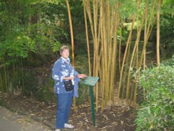 Bamboo at RHS Garden Rosemoor, Great Torrington, Devon Wallpaper