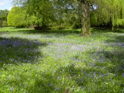 Bluebells (and pink and white) in Belton House grounds in Belton, Lincolnshire Wallpaper