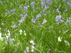 Bluebells (and pink and white) in Belton House grounds in Belton, Lincolnshire