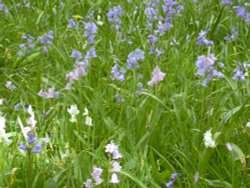Bluebells (and pink and white) in Belton House grounds in Belton, Lincolnshire Wallpaper