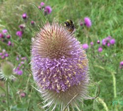 This wildflower is the Teasel which the bees love, Goole, East Riding of Yorkshire