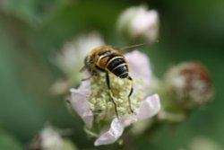 Nature at Camps Heath, Suffolk