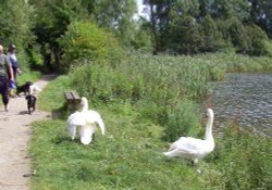 Carr Vale Nature Reserve, Derbyshire