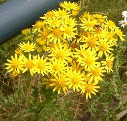 Carr Vale Nature Reserve, Derbyshire