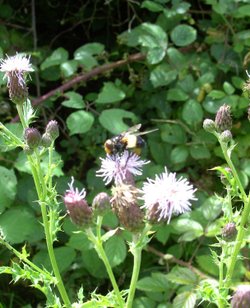 Carr Vale Nature Reserve, Derbyshire