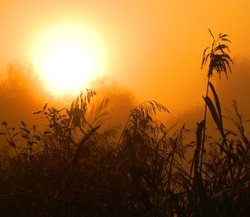 Reeds on misty morning at Kingsbury Water Park, Warwickshire Wallpaper