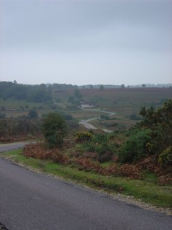 The New Forest (Hampshire)