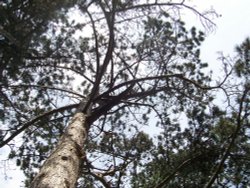 Barham Park, Wembley, Greater London Wallpaper