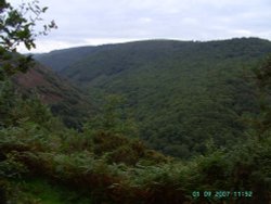 Woodlands - Castle Drogo Wallpaper