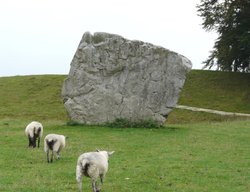 A Stone at Avebury, and ever present sheep. Wallpaper