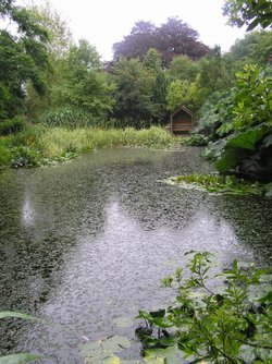 The water garden at Pine Lodge Gardens, Holmbush, Cornwall