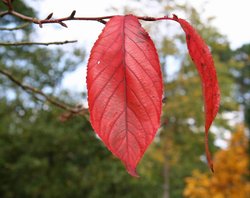 Autumn at Exbury Gardens, Hampshire