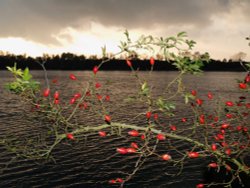 Rosehips by lakeside, Calvert, Buckinghamshire Wallpaper