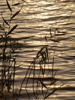 Calvert Jubilee Nature Reserve, Buckinghamshire