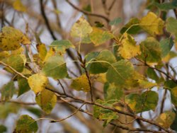 Autumn leaves in the breeze, Calvert, Buckinghamshire Wallpaper