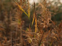 Reeds, Calvert Jubilee Nature Reserve, Buckinghamshire