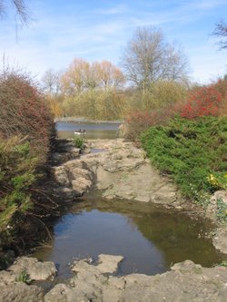 Ducks in the Boating Lake, Fairlands Valley Park, Hertfordshire