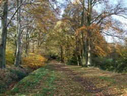 Merrions Wood, 5 minutes walk from the Holiday Inn M6 Junction 7