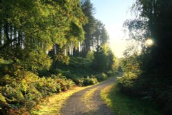 Autumn Afternoon On Cannock Chase, Staffordshire Wallpaper