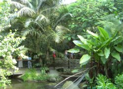 The Rainforest Area, The Eden Project, Bodelva, Cornwall Wallpaper