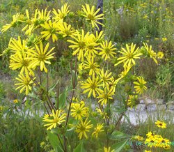 Flowers, The Eden Project, Bodelva, Cornwall Wallpaper
